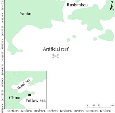 Investigating food web structure and system function of an artificial reef ecosystem based on carbon and nitrogen stable isotope analysis: implications for reef management